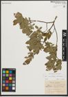 Foto von Salix myrtilloides L. x Salix starkeana Willd.